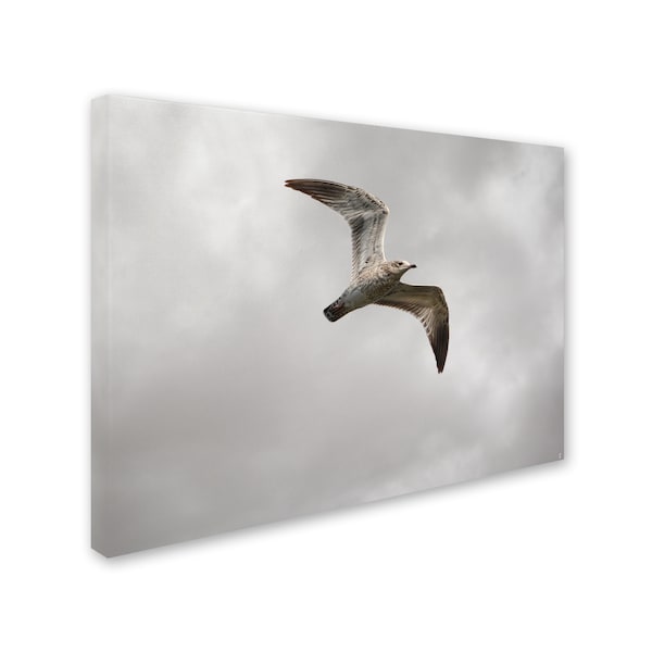 Jai Johnson 'Ring Billed Gull At Reelfoot' Canvas Art,24x32